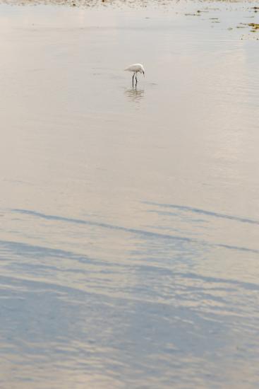 Κορωνησία (DSC0116)