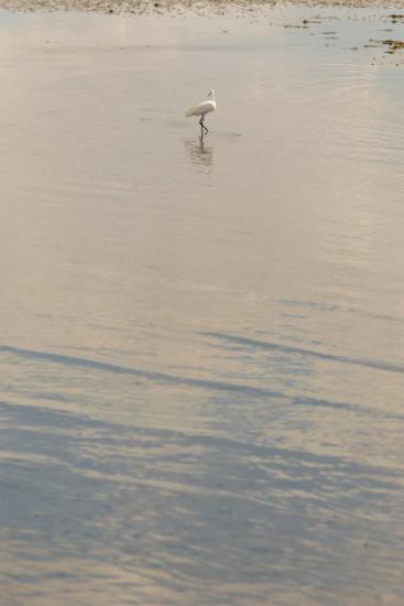 Κορωνησία (DSC0117)