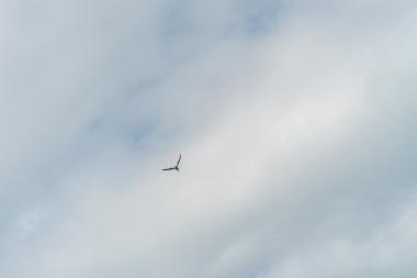 Κορωνησία (DSC00896)