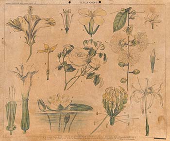 Τέλεια άνθη