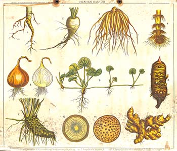 Ρίζαι και βλαστοί