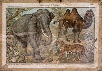 Ζώα ξενικά, β' της Ασίας