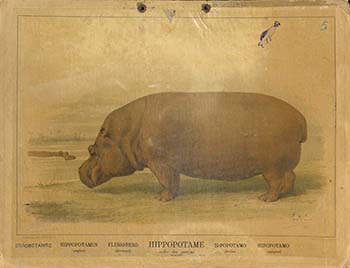 Ιπποπόταμος