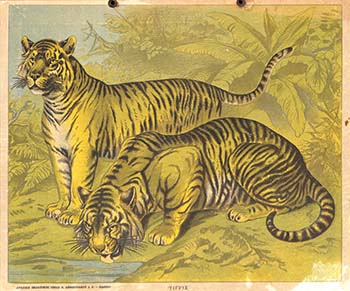 Τίγρις