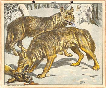 Λύκος