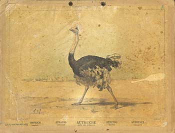 Στρουθοκάμηλος