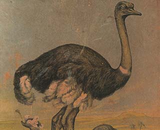 Στρουθοκάμηλος