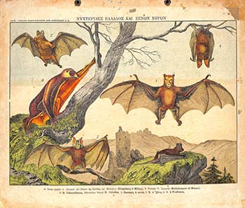 Νυχτερίδες Ελλάδος και ξένων χωρών