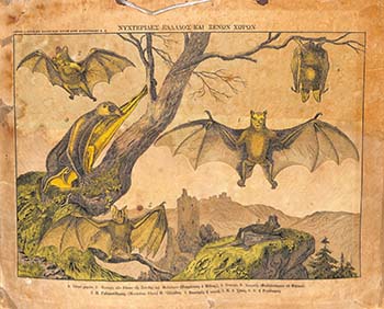 Νυχτερίδες Ελλάδος και ξένων χωρών