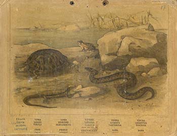 Έχιδνα, Σαύρα, Χελώνη, Βάτραχος