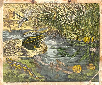 Βάτραχος - Σαύρα