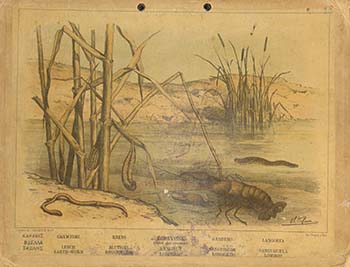 Καραβίς, Βδέλλα, Σκώληξ