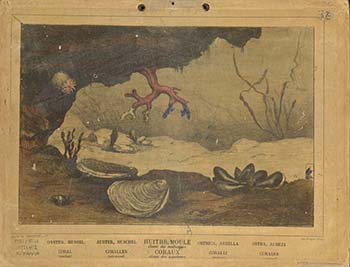 Όστρεον, μύτιλος, κοράλλια