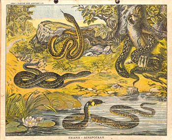 Έχιδνα - Δενδρογάλη