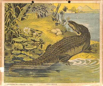 Κροκόδειλος