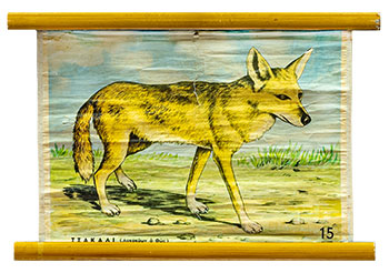 Τσακάλι (Λυκοκύων ο Θως)