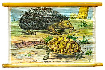 Ακανθόχοιρος (Σκαντζόχοιρος ή έχινος ο χερσαίος) - Χελώνη