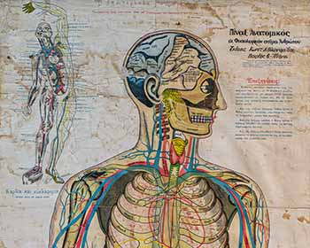 Carte d’anatomie du corps humain en taille réelle