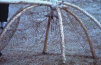 Παγίδα ψαριών στη λίμνη Κερκίνη