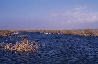 Γενική άποψη του ποταμού Έβρου κοντά στο δέλτα