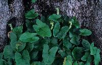 Φυτό σε κορμό δένδρου στη Γλυκή στον ποταμό Αχέροντα