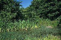 Υγροτοπική βλάστηση στον ποταμό Πηνειό