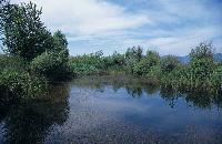 Παραλίμνια βλάστηση στη λίμνη Δοϊράνη