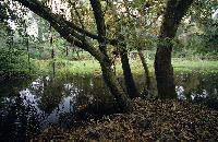 Λιμνούλα και δενδρώδης βλάστηση στο παραποτάμιο δάσος Νέστου