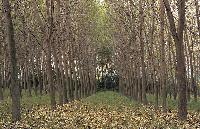 Λευκοκαλλιέργειες στη λίμνη Δοϊράνη