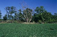 Δενδρώδης βλάστηση και καλλιέργειες στις εκβολές του ποταμού Πηνειού