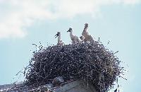 Φωλιά πελαργών με μικρά πουλιά και τους γονείς πάνω σε κτίσμα στη λίμνη Ζάζαρη