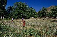 Κοπή άχυρου σε χωράφια στις Πρέσπες