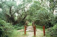 Μικρό γεφυράκι σε ρυάκι στο παραποτάμιο δάσος Νέστου