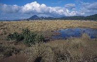 Υγροτοπική βλάστηση στη λιμνοθάλασσα Κορισσίων