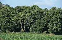 Το δάσος του σκλήθρου την άνοιξη, κοντά στη λίμνη Χειμαδίτιδα