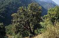 Γέρικη βελανιδιά στο φαράγγι του ποταμού Αχέροντα