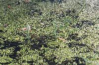 Κοντινή άποψη φακής του νερού και άλλων επιπλέοντων φυτών στη λίμνη Δοϊράνη