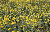 Κίτρινα αγριολούλουδα στη λίμνη Χειμαδίτιδα