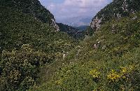 Μακκία βλάστηση την άνοιξη στο φαράγγι του ποταμού Αχέροντα