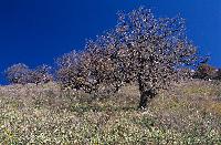 Μοναχικά δένδρα στην κοιλάδα του ποταμού Σπερχειού