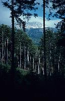 Δάσος μαύρης πεύκης στον Φενεό Κορινθίας