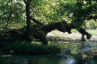 Κορμός πλατάνου πάνω από τα νερά του ποταμού Αχέροντα κοντά στις πηγές του