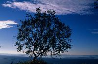 Δένδρο στις εκβολές του ποταμού Αχέροντα, με θέα το Ιόνιο Πέλαγος