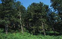 Δάσος μαύρης πεύκης στο όρος Ίταμος Σιθωνίας