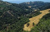 Δασικό τοπίο στην Κασσάνδρα Χαλκιδικής