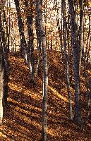 Πεσμένα φύλλα σε δάσος οξυάς