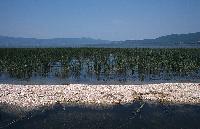 Ανοικτά νερά, νησίδα με κελύφη μαλακίων και νεαροί καλαμώνες στη λίμνη Δοϊράνη