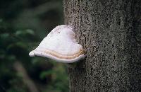 Μύκητας πάνω σε κορμό δένδρου
