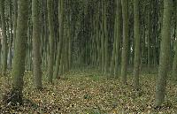 Λευκοκαλλιέργειες στο παραποτάμιο δάσος του Νέστου