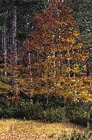 Φθινοπωρινό τοπίο στη Βάλια Κάλντα